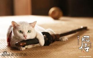 娱乐吃瓜君猫猫,揭秘娱乐圈幕后故事