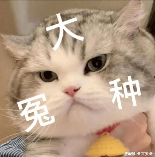 娱乐吃瓜君猫猫,揭秘娱乐圈幕后故事 第2张 娱乐吃瓜君猫猫,揭秘娱乐圈幕后故事 第2张