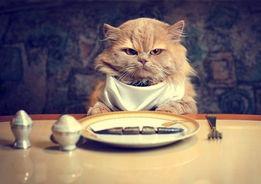 娱乐吃瓜君猫猫,揭秘娱乐圈幕后故事 第3张 娱乐吃瓜君猫猫,揭秘娱乐圈幕后故事 第3张