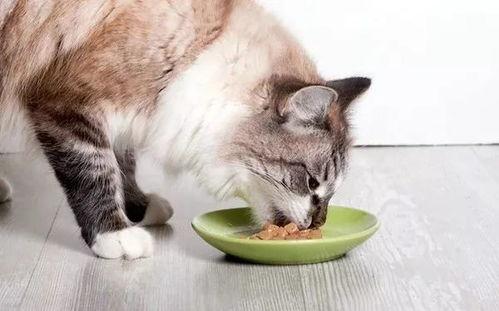 娱乐吃瓜酱猫  第3张