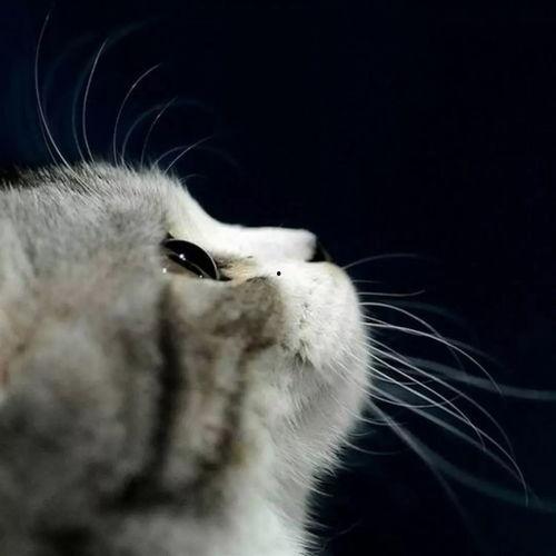 娱乐吃瓜猫金星,娱乐圈的麻辣吃瓜猫，揭秘幕后风云
