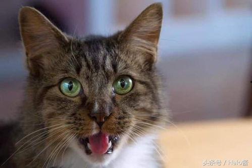 娱乐吃瓜猫金星,娱乐圈的麻辣吃瓜猫,揭秘幕后风云 第2张 娱乐吃瓜猫金星,娱乐圈的麻辣吃瓜猫,揭秘幕后风云 第2张