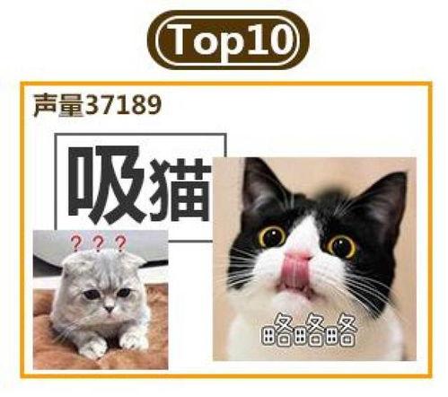 娱乐吃瓜猫金星,娱乐圈的麻辣吃瓜猫,揭秘幕后风云 第3张 娱乐吃瓜猫金星,娱乐圈的麻辣吃瓜猫,揭秘幕后风云 第3张