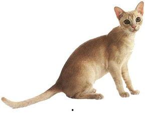 娱乐吃瓜酱猫叫,揭秘娱乐圈那些不为人知的秘密 第3张 娱乐吃瓜酱猫叫,揭秘娱乐圈那些不为人知的秘密 第3张