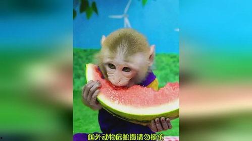 娱乐吃瓜酱猴,揭秘娱乐圈那些不为人知的幕后故事  第3张