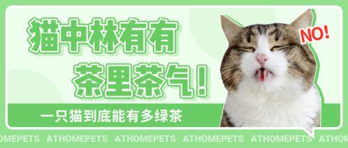 吃瓜娱乐绿茶猫,揭秘娱乐圈背后的秘密  第1张