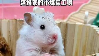 鼠鼠娱乐吃瓜,揭秘娱乐圈吃瓜背后的真相 第2张 鼠鼠娱乐吃瓜,揭秘娱乐圈吃瓜背后的真相 第2张