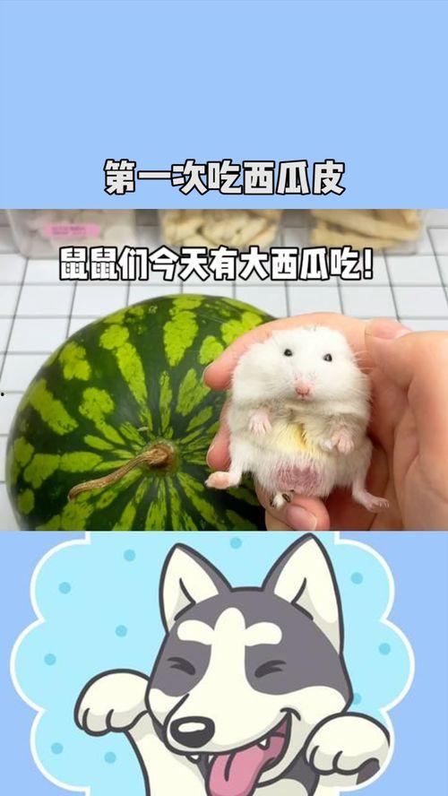 鼠鼠娱乐吃瓜,揭秘娱乐圈吃瓜背后的真相 第3张 鼠鼠娱乐吃瓜,揭秘娱乐圈吃瓜背后的真相 第3张