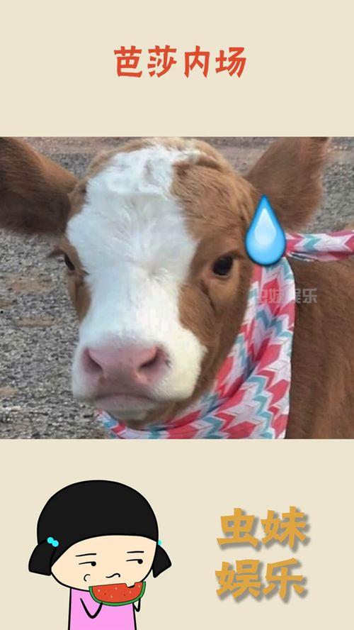 娱乐吃瓜酱动物,揭秘动物界的趣味八卦 第2张 娱乐吃瓜酱动物,揭秘动物界的趣味八卦 第2张