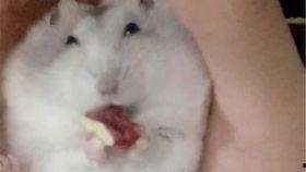 娱乐吃瓜鼠,揭秘娱乐圈那些不为人知的幕后故事  第2张