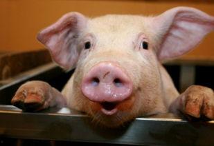 娱乐吃瓜酱猪,揭秘娱乐圈背后的那些事儿 第2张 娱乐吃瓜酱猪,揭秘娱乐圈背后的那些事儿 第2张