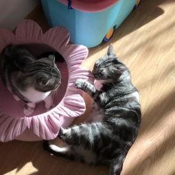 娱乐吃瓜猫,揭秘娱乐圈那些不为人知的幕后故事  第1张