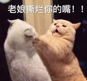 娱乐吃瓜君猫咪,揭秘娱乐圈的萌宠生活