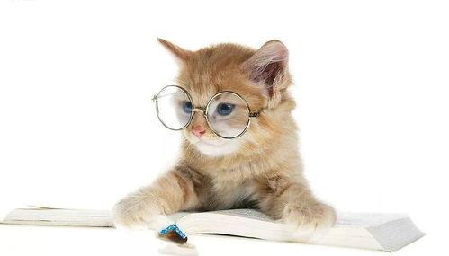 娱乐吃瓜君猫咪,揭秘娱乐圈的萌宠生活 第2张 娱乐吃瓜君猫咪,揭秘娱乐圈的萌宠生活 第2张