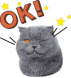 娱乐吃瓜君猫咪,揭秘娱乐圈的萌宠生活 第3张 娱乐吃瓜君猫咪,揭秘娱乐圈的萌宠生活 第3张