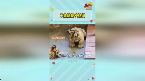 虎虎爱娱乐吃瓜,揭秘娱乐圈那些吃瓜背后的故事 第3张 虎虎爱娱乐吃瓜,揭秘娱乐圈那些吃瓜背后的故事 第3张