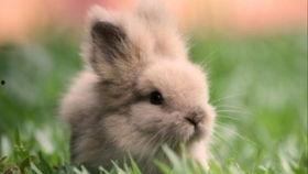 兔子吃瓜娱乐,揭秘娱乐圈的趣味瞬间  第3张