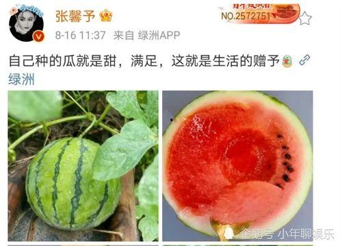 瓜吃瓜娱乐圈,娱乐圈那些事儿 第3张 瓜吃瓜娱乐圈,娱乐圈那些事儿 第3张