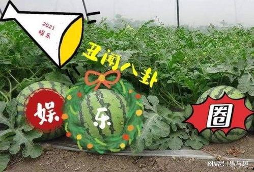 娱乐吃圈瓜,吃瓜群众揭秘幕后真相 第3张 娱乐吃圈瓜,吃瓜群众揭秘幕后真相 第3张