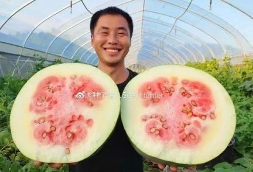 吃猪瓜娱乐,揭秘娱乐圈幕后故事 第2张 吃猪瓜娱乐,揭秘娱乐圈幕后故事 第2张