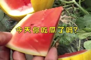 娱乐吃瓜名字 第2张 娱乐吃瓜名字 第2张