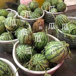 娱乐吃瓜头像,明星头像新潮流，揭秘网红头像生成秘籍”