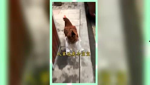 娱乐精神吃瓜群众,吃瓜群众围观年度大戏 第2张 娱乐精神吃瓜群众,吃瓜群众围观年度大戏 第2张
