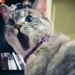 猫娱乐吃瓜酱,揭秘娱乐圈那些不为人知的幕后故事  第2张