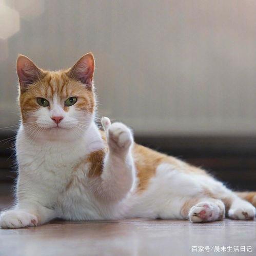 猫娱乐吃瓜酱,揭秘娱乐圈那些不为人知的幕后故事  第3张
