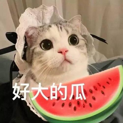 娱乐吃瓜小八哥是谁啊小说,揭秘网络小说中的神秘角色  第3张