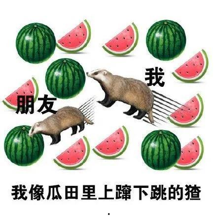 娱乐吃瓜猹,揭秘“吃瓜猹”背后的故事  第3张