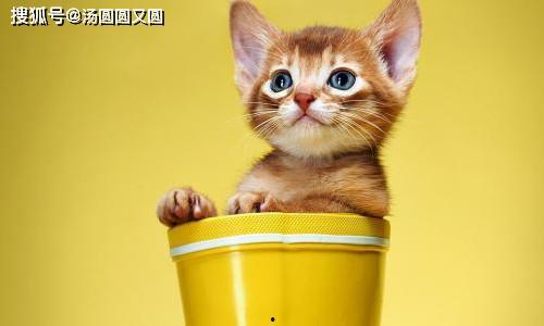 娱乐吃瓜茶小猫,揭秘茶小猫的瓜界传奇  第2张