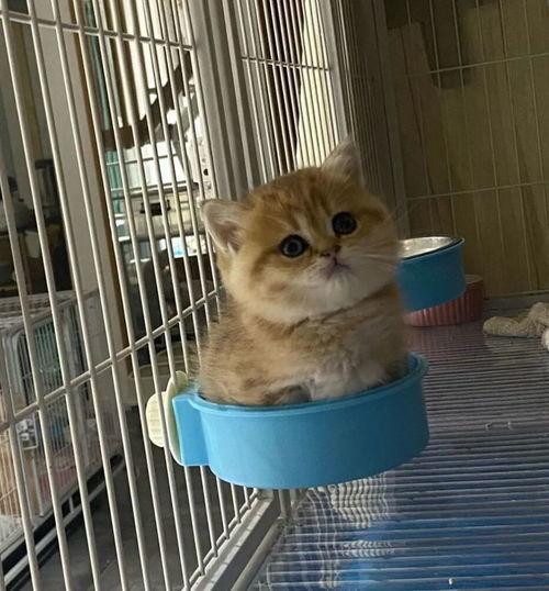 娱乐吃瓜茶小猫,揭秘茶小猫的瓜界传奇  第3张